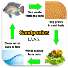 Picture-for-iAVS-Integrated-Aqua-Vegeculture-System-(Sandponics)