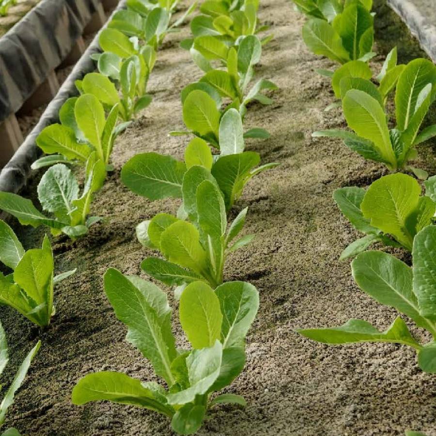 Aman Grow – Technical Brochure Rev1 (1) Aman Grow - Technical Brochure Rev1 (1)